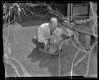 Tiger cub licks W. J. Richards' hat, Los Angeles, 1936