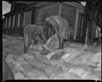 Two unidentified men stack bags of fertilizer in the rain, Sunset Beach, 1939