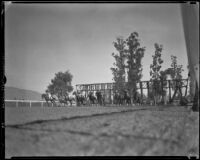 Horses leaving the starting gate for a Christmas Day the day Santa Anita Park first opened, Arcadia, 1935