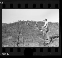 Fire crews casting ryegrass seed on burned out area of the Santa Monica Mountains, Calif., 1977