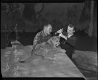 Robert D. Loken and Charles Gay at Gay's Lion Farm, El Monte, 1940