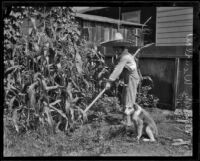 Dick Winslow gardens with a canine companion, Los Angeles, 1926