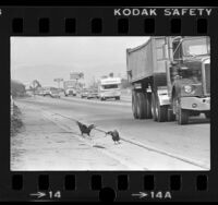 Couple of roosters along side of the Hollywood Freeway, Los Angeles, Calif., 1981