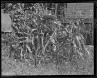 Dick Winslow gardens, Los Angeles, 1926