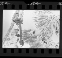 People playing in snow in the San Gabriel Mountains, Calif., 1974