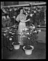 Miss Lillian Warde standing with a collection of potted lilies, Los Angeles, 1935