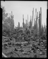 Desert Garden at the Huntington Botanical Gardens, San Marino, 1927-1939