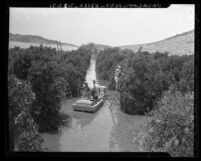 Valencia orange grove pickers gathering the fruit in rowboats and bathing suits after Puddingstone Reservoir flood, Calif., 1941