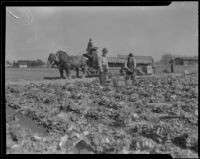 Men working in a field at the Los Angeles County Farm, Downey, 1920-1939