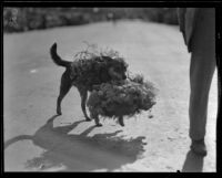 Dog with flowers at the Tournament of Roses Parade, Pasadena, 1932