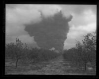 Plumes of smoke from fire as seen from an orchard near Union Oil Company, Brea, Calif., circa 1926