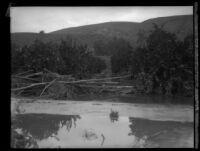 Orchard (?) immersed in water after the flood caused by the failure of the Saint Francis Dam, Santa Clara River Valley (Calif.), 1928