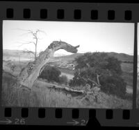 Housing development with surrounding rural landscape in Agoura, Calif., 1973