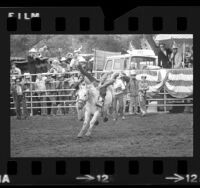 Paula Horton competing in bronco riding at Western States All-Girl Rodeo near San Diego, Calif., 1973