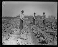 Three men hoeing a field at the Los Angeles County Farm, Downey, 1920-1939