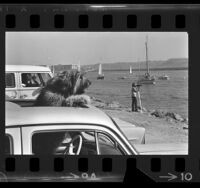 Dog poking head out of car sunroof as boats sail by at Marina del Rey, Calif., 1972