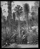 Agave Shawii at the Desert Garden at the Huntington Botanical Gardens, San Marino, 1927-1939