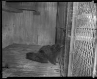 Animal at the California Zoological Gardens wistfully looking beyond its cage, Los Angeles, 1935