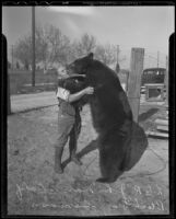 John Mars and the black bear “Samson”, Los Angeles, 1936