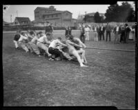 Young men in tug of war at homecoming "brawl," University of Southern California, Los Angeles, [1928?]