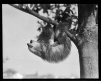 Sloth hanging from a tree at the California Zoological Gardens, Los Angeles, 1935