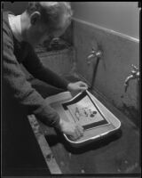 Photographer or technician processing a photograph in a chemical bath, Los Angeles, 1935