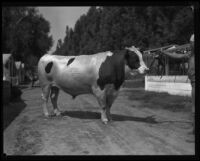 Holstein on display at the Southern California Fair, Riverside, 1929