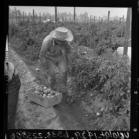 Bracero harvesting tomatoes at Placentia in Orange County, Calif