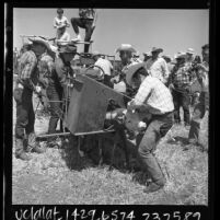 Ranchers branding, inoculating, and dehorning a calf at Rancho Mission Viejo, Calif., 1966