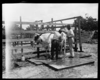 Two men wash a cow at the Los Angeles County Fair, Pomona, 1930