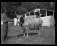 Bull on display at the Southern California Fair, Riverside, 1929