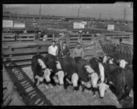 Steer at the Great Western Stock Show, Vernon, 1938