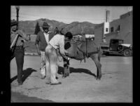 Man getting water from a pouch carried by a donkey after the catastrophic January flood and mudslide, La Crescenta-Montrose, 1934