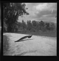 Peacock, Rancho Santa Anita, Arcadia, 1938