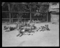 Lions and cubs at Gay's Lion Farm, El Monte, 1935