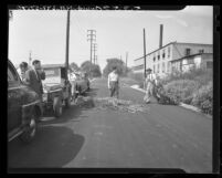 Deputy Dwight Smith shown dragging a load of marijuana "trees" from roadside patch in Rosemead, Calif., 1948