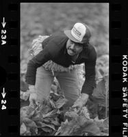 Mexican American agricultural laborers harvest lettuce