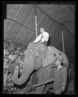 Senator William Knowland atop elephant at three-ring circus in Orange County, Calif