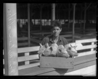 Dean Wilson holds a box of piglets, Pomona, 1936