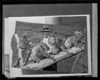 Australian aviator Sir Charles Kingsford-Smith with an unidentified boy looking at koalas, 1927-1935