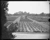 Rose garden in Exposition Park, Los Angeles, 1928-1939