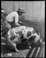 Man washing a pig at the Los Angeles County Fair, Pomona, 1933