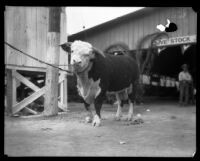 Cow at the Los Angeles County Fair, Pomona, 1929