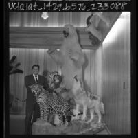 C. J. McElroy, founder of Southern California Safari Club, with display of trophies, 1966