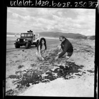 Lifeguard and woman inspecting oil covered beach in Santa Monica, Calif., 1969