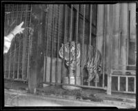 Duke, a Bengal tiger at the California Zoological Gardens, Los Angeles, 1936