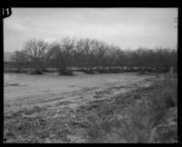 Orchard (?) trees half-buried in mud deposited by the flood following the failure of the Saint Francis Dam, Santa Clara River Valley (Calif.), 1928