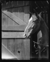 Horse peeks out from its stable at the Los Angeles County Fair, Pomona, 1930