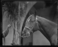 Portrait of an Arabian horse owned by W. K. Kellogg, Pomona, 1932