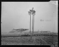 Santa Anita Park under construction, Arcadia, 1934